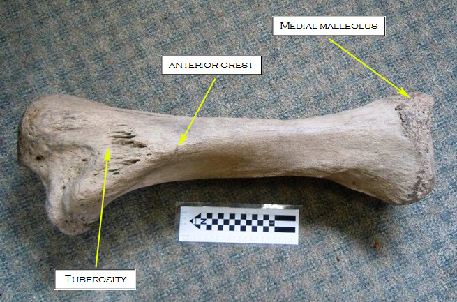 Mammoth tibia