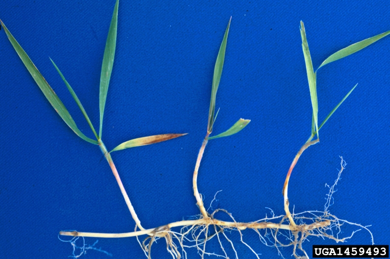 Elymus repens