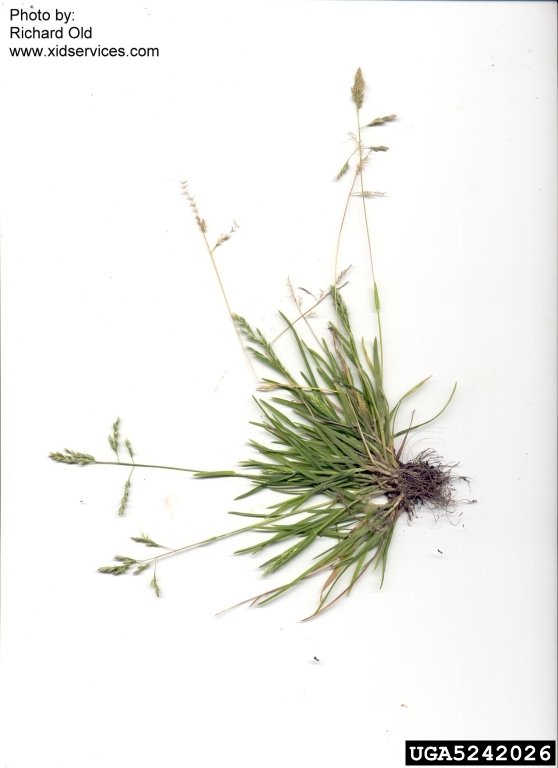 Poa annua