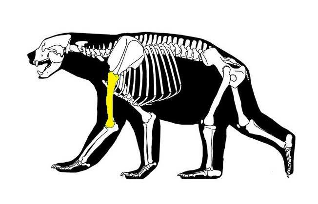 Arctodus simus skeletal silhouette illustration with leg filled in