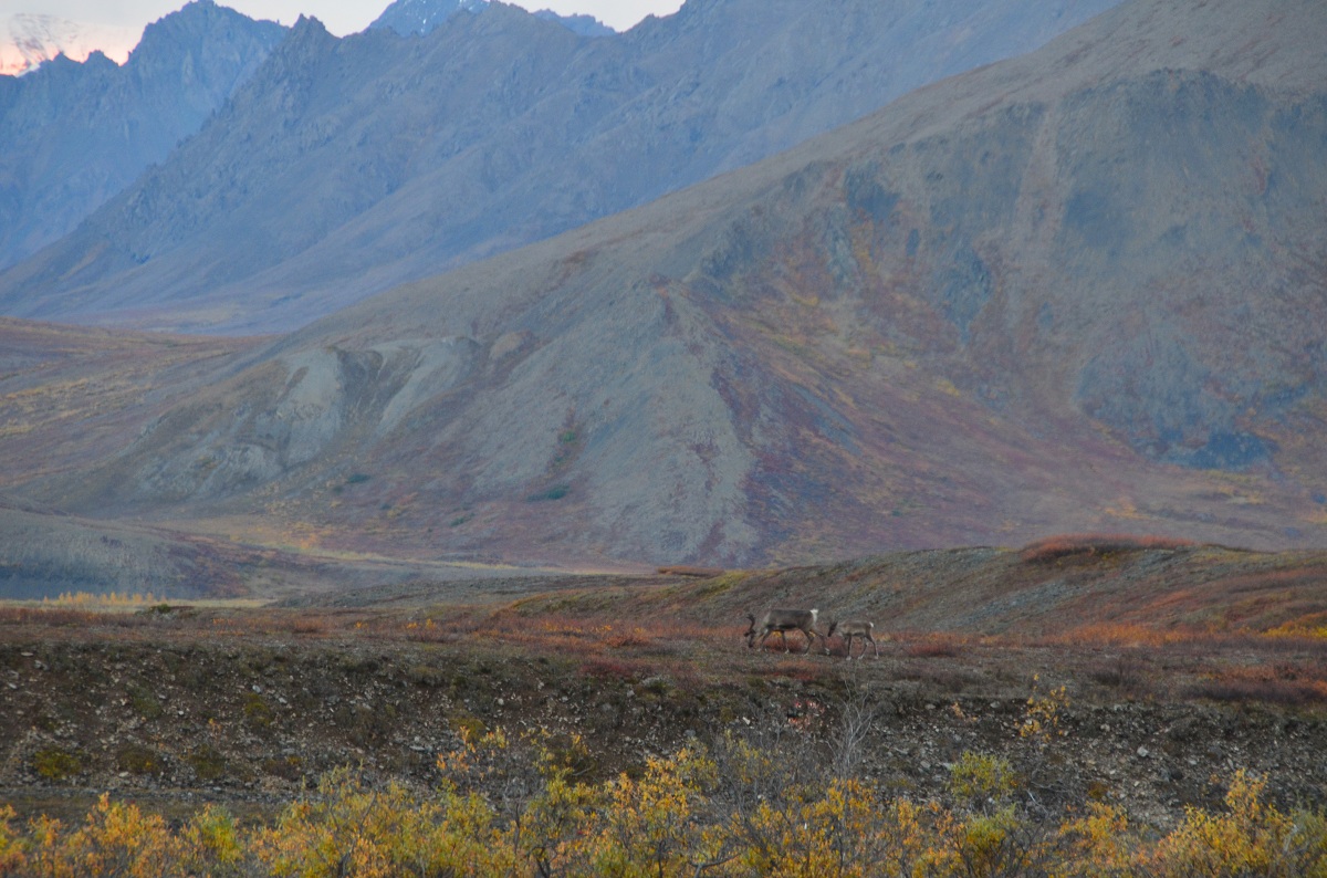 Caribou