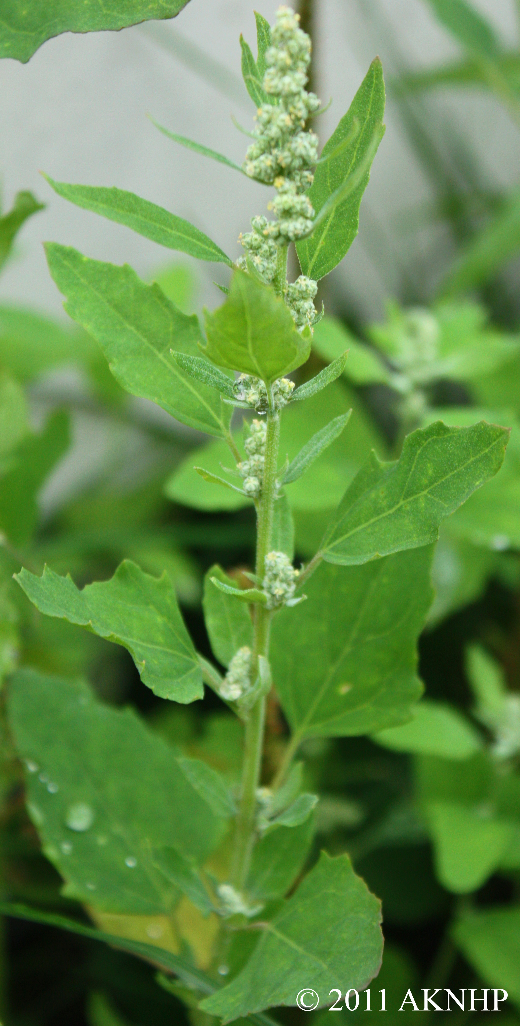 Chenopodium album