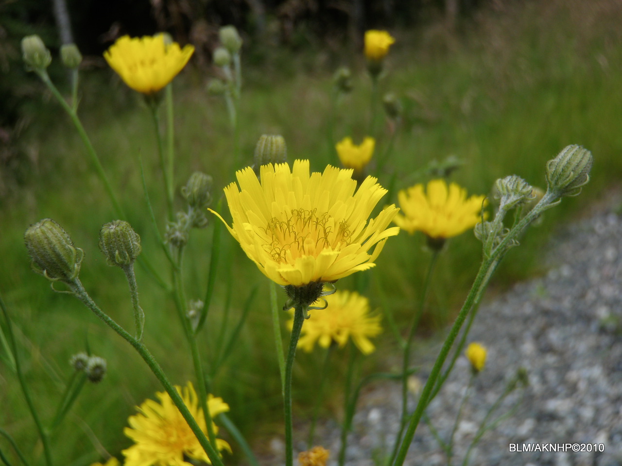 Crepis tectorum