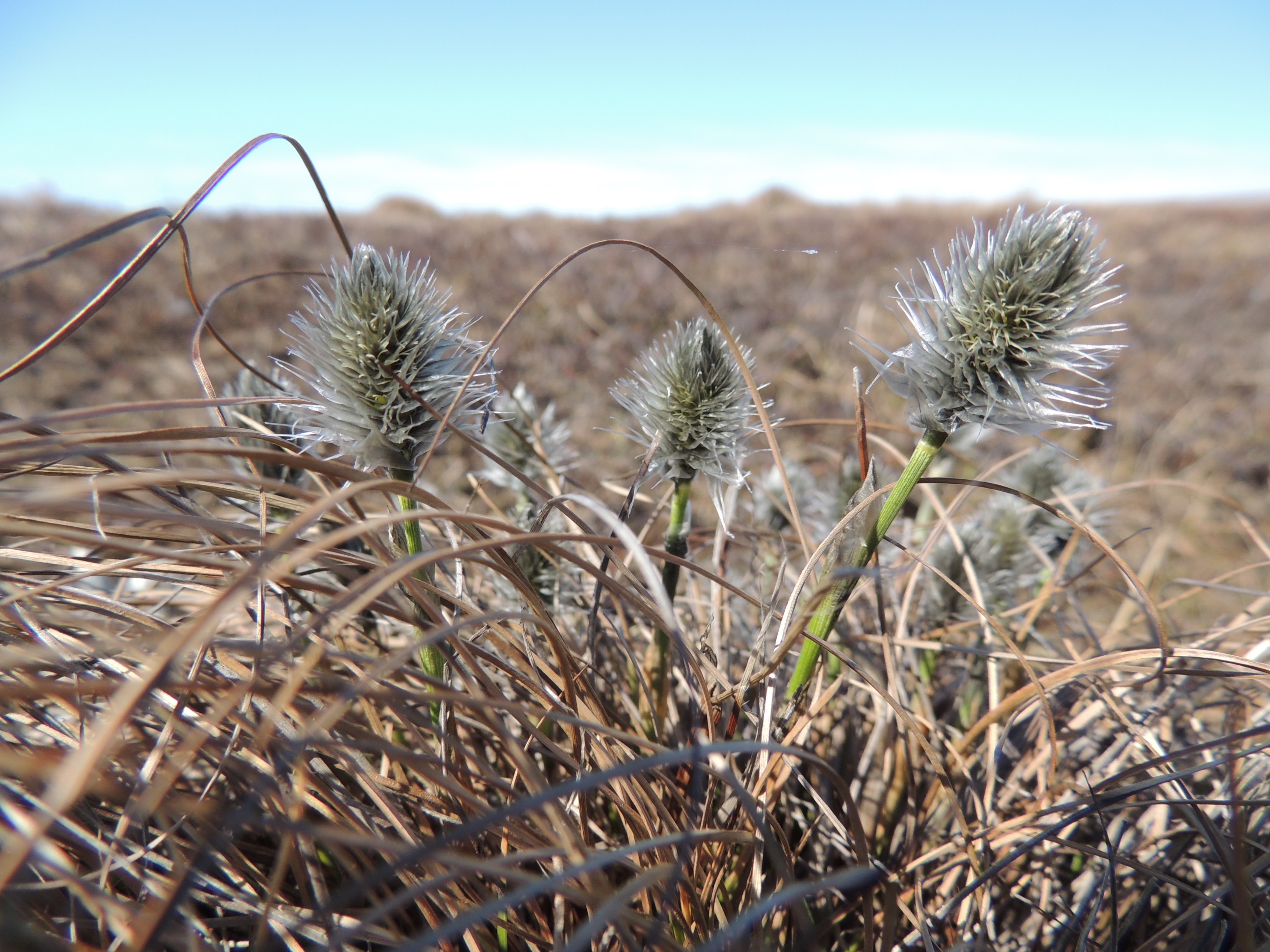 Sedge flowers