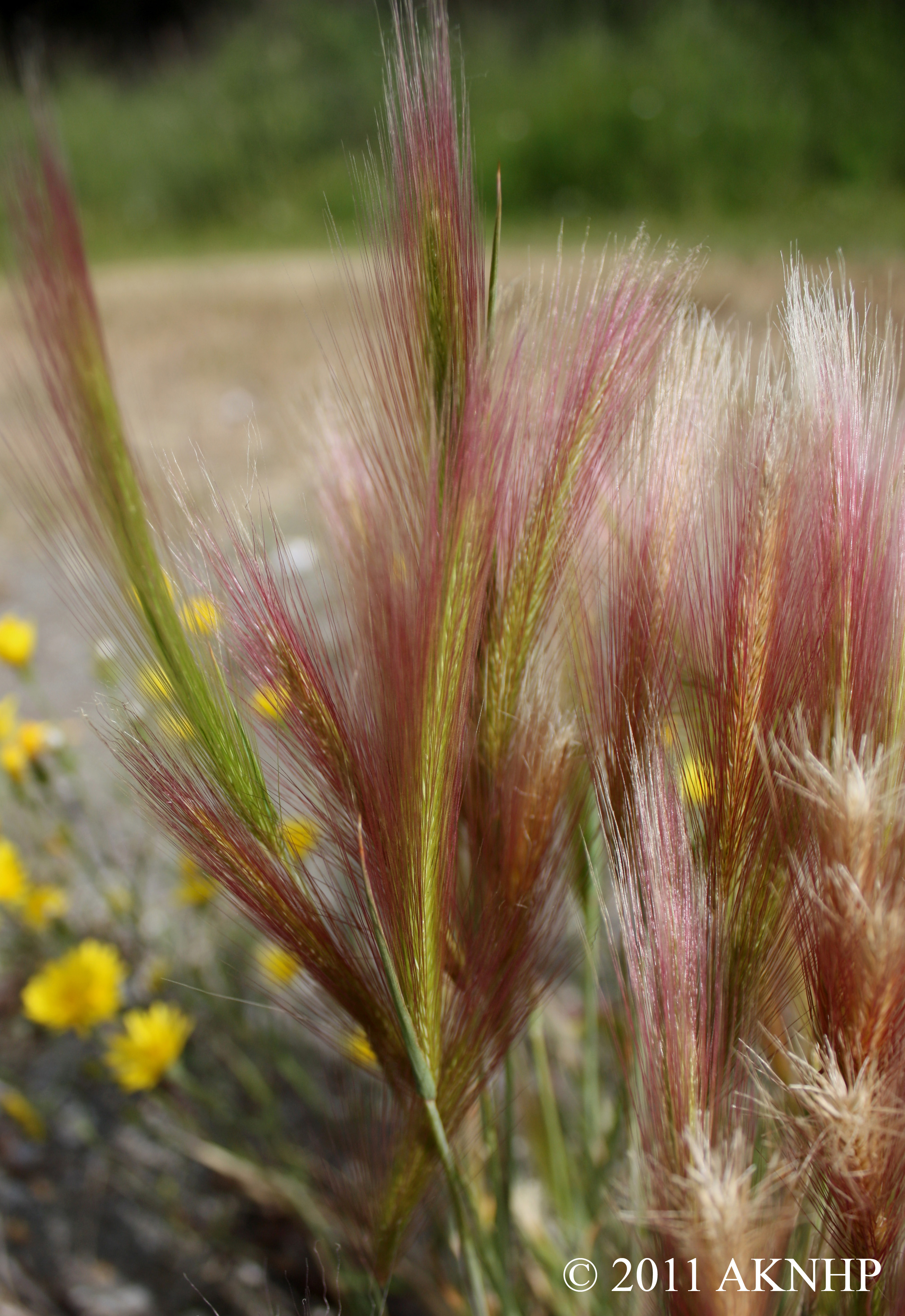 Hordeum jubatum