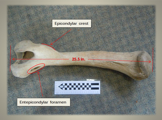 Humerus