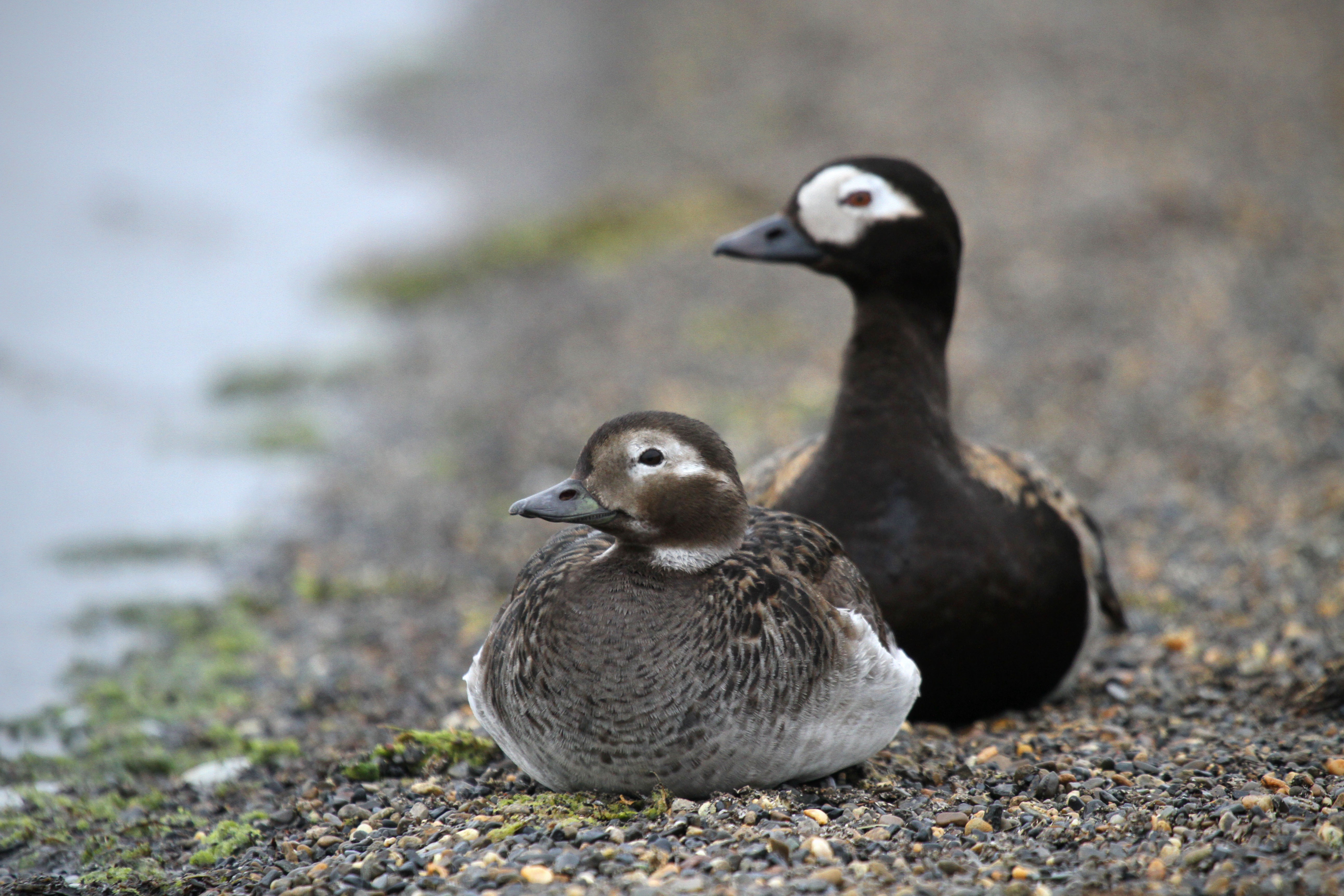 Long-tailed Ducks