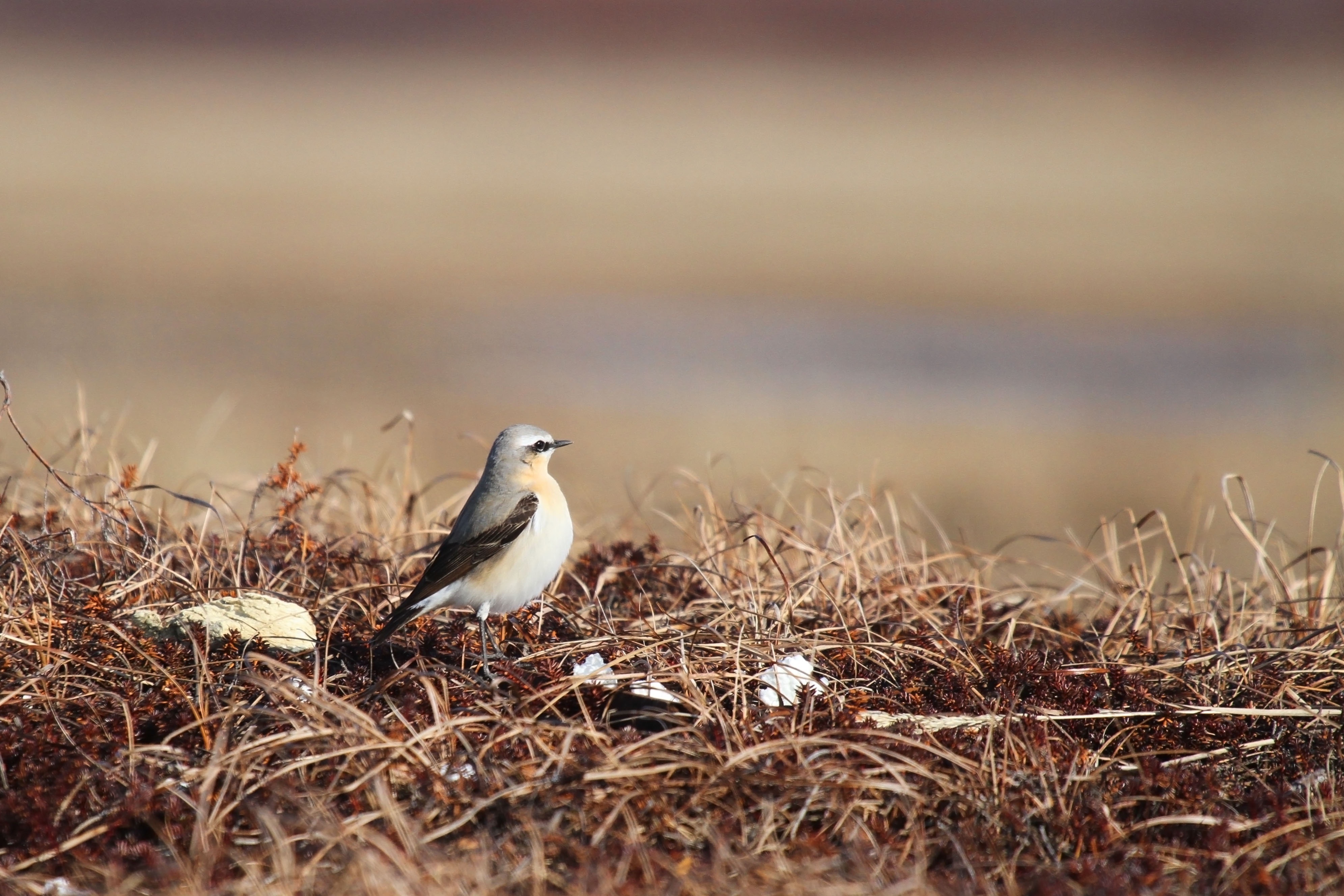 Northern Wheatear