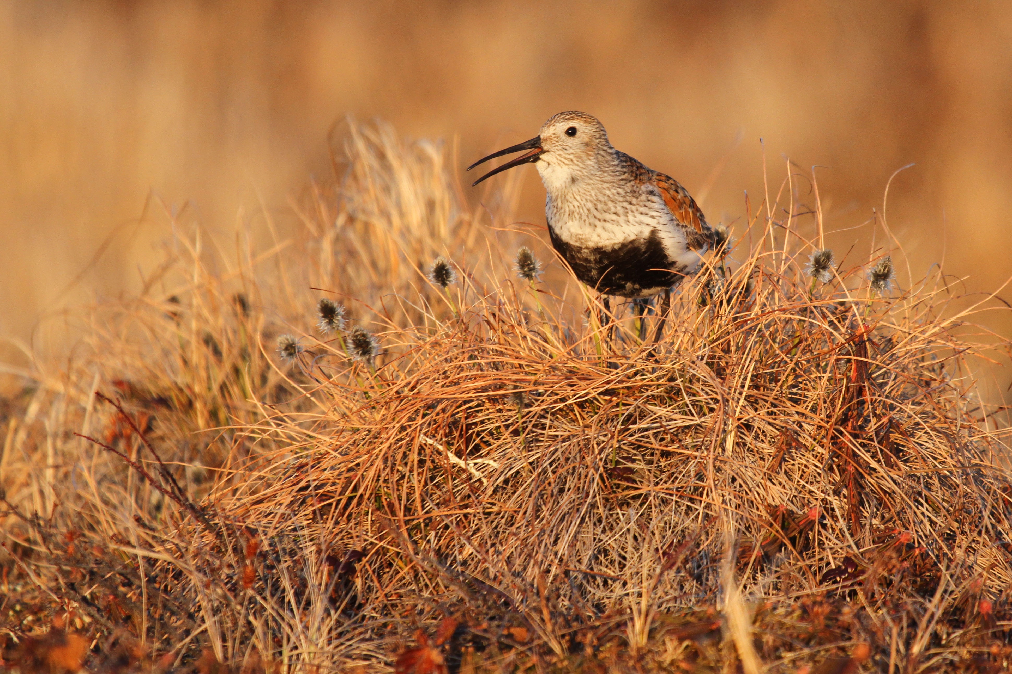 Dunlin