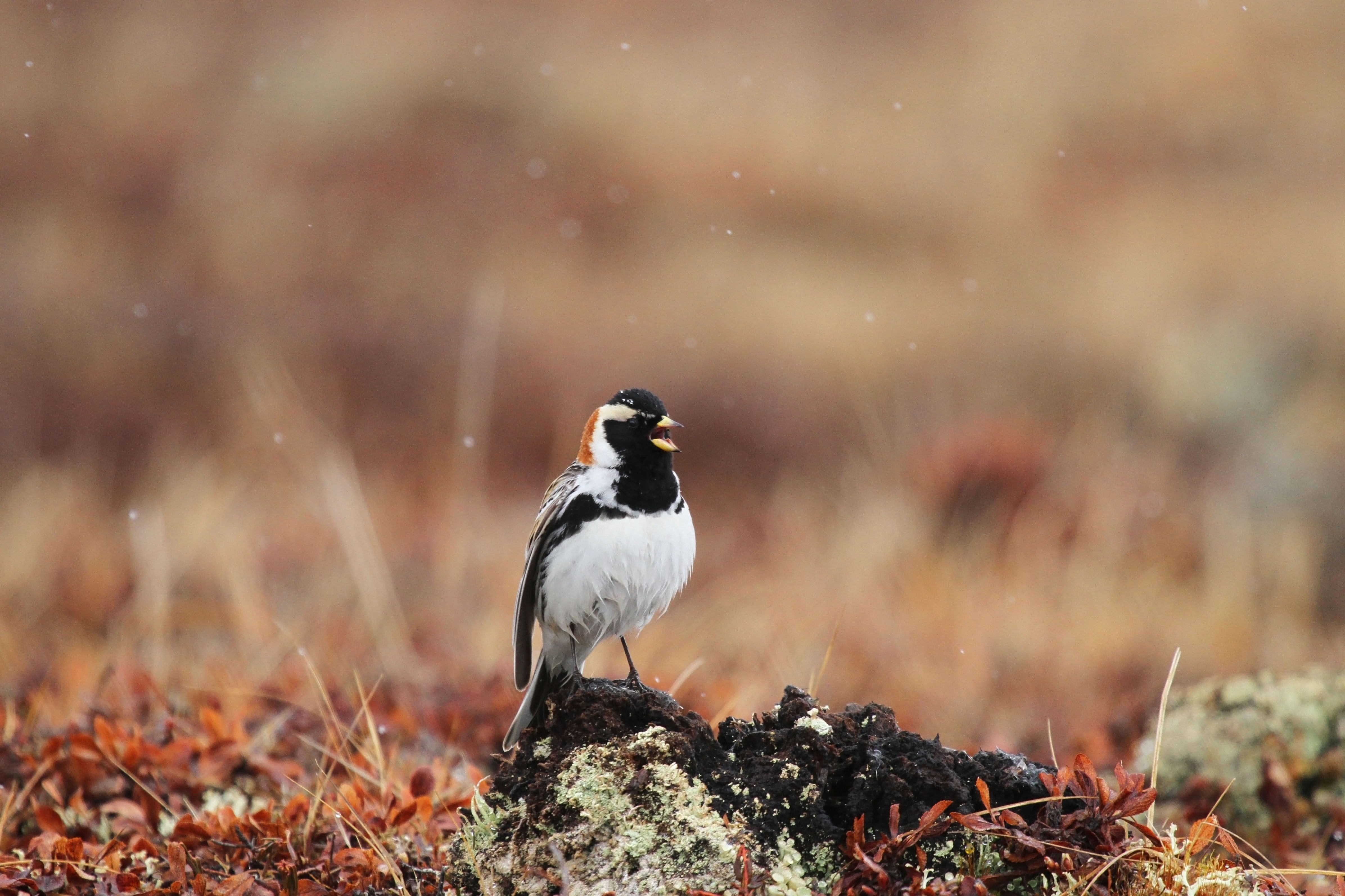 Lapland Longspur