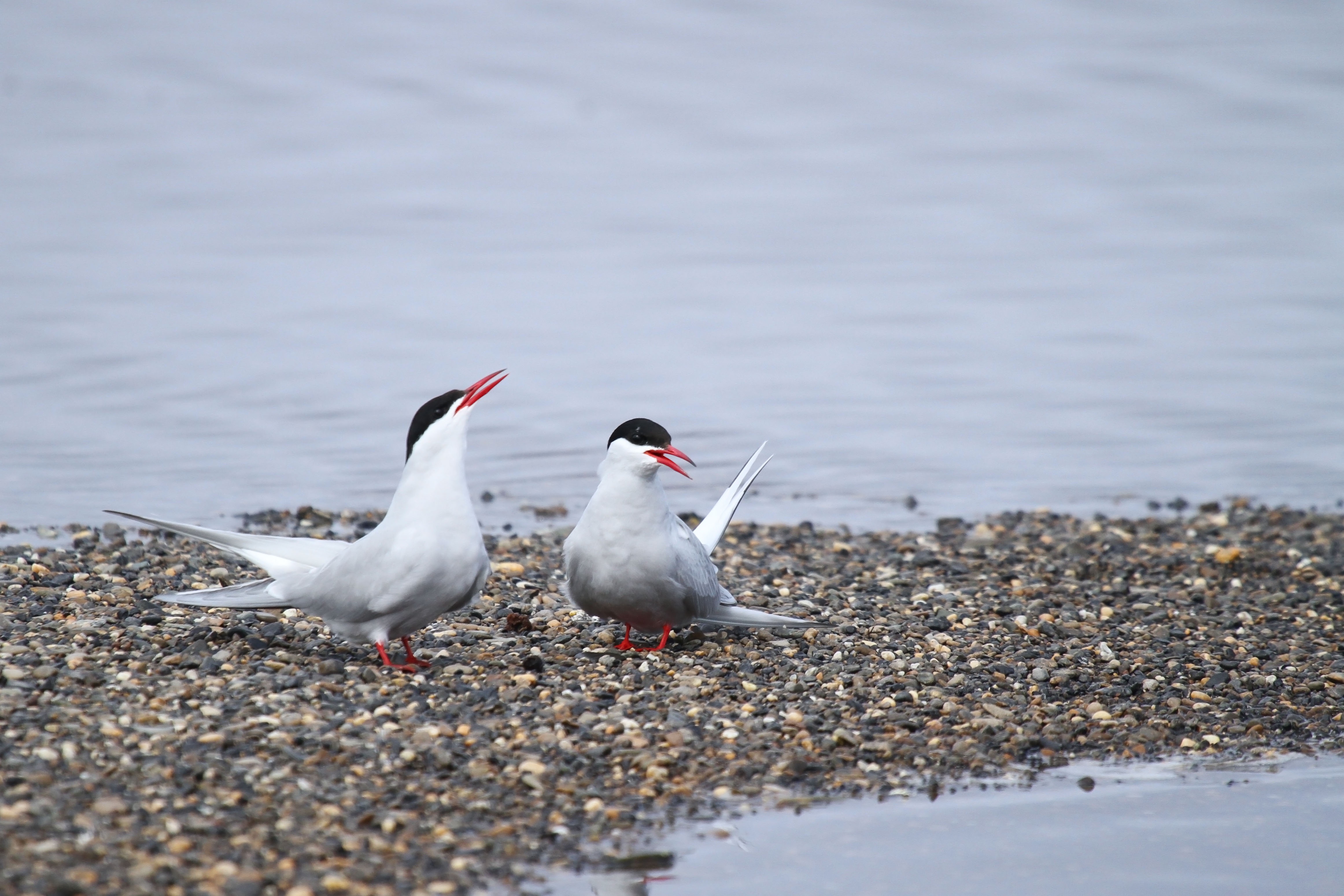 Arctic Terns