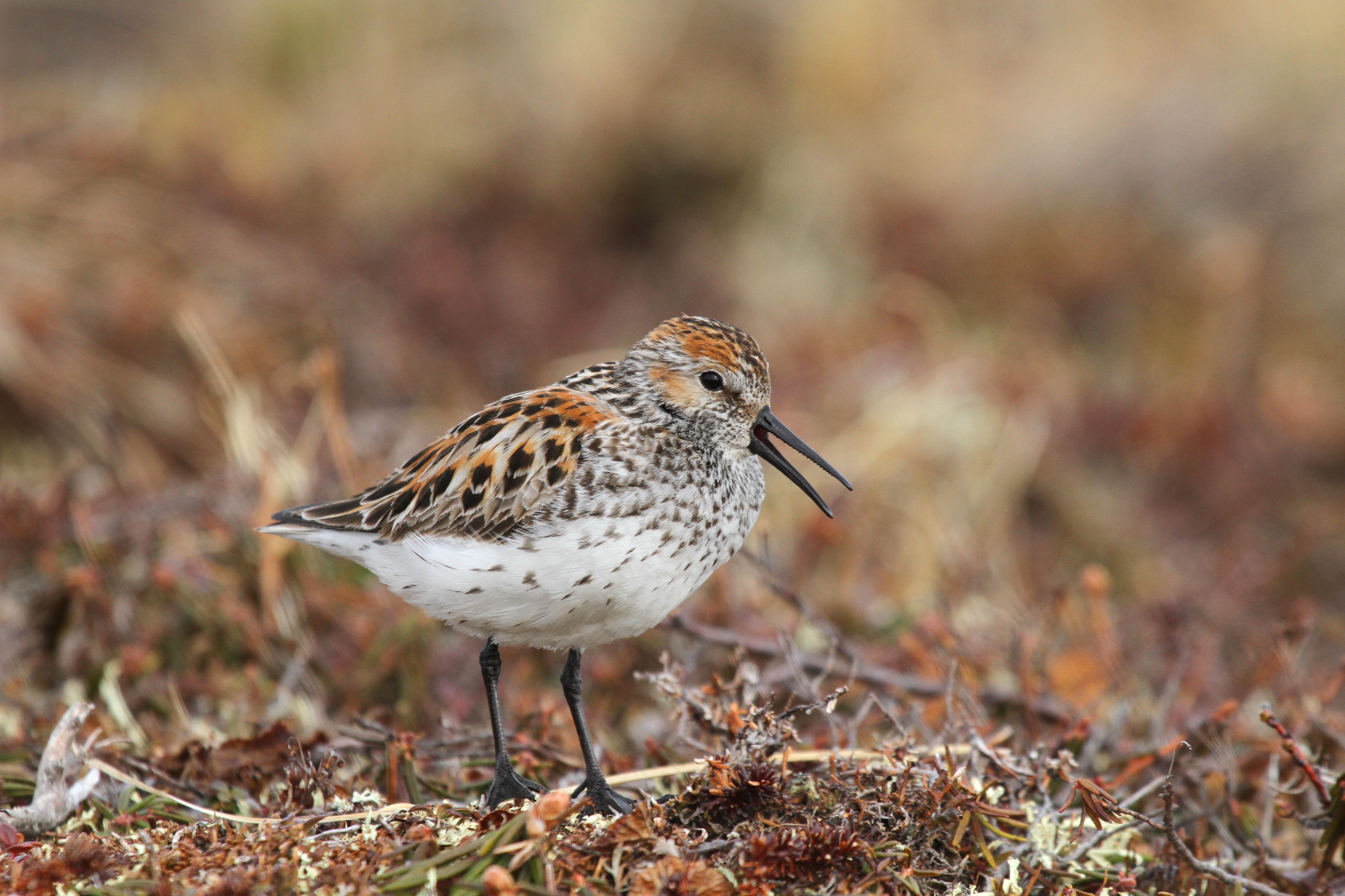 Western Sandpiper