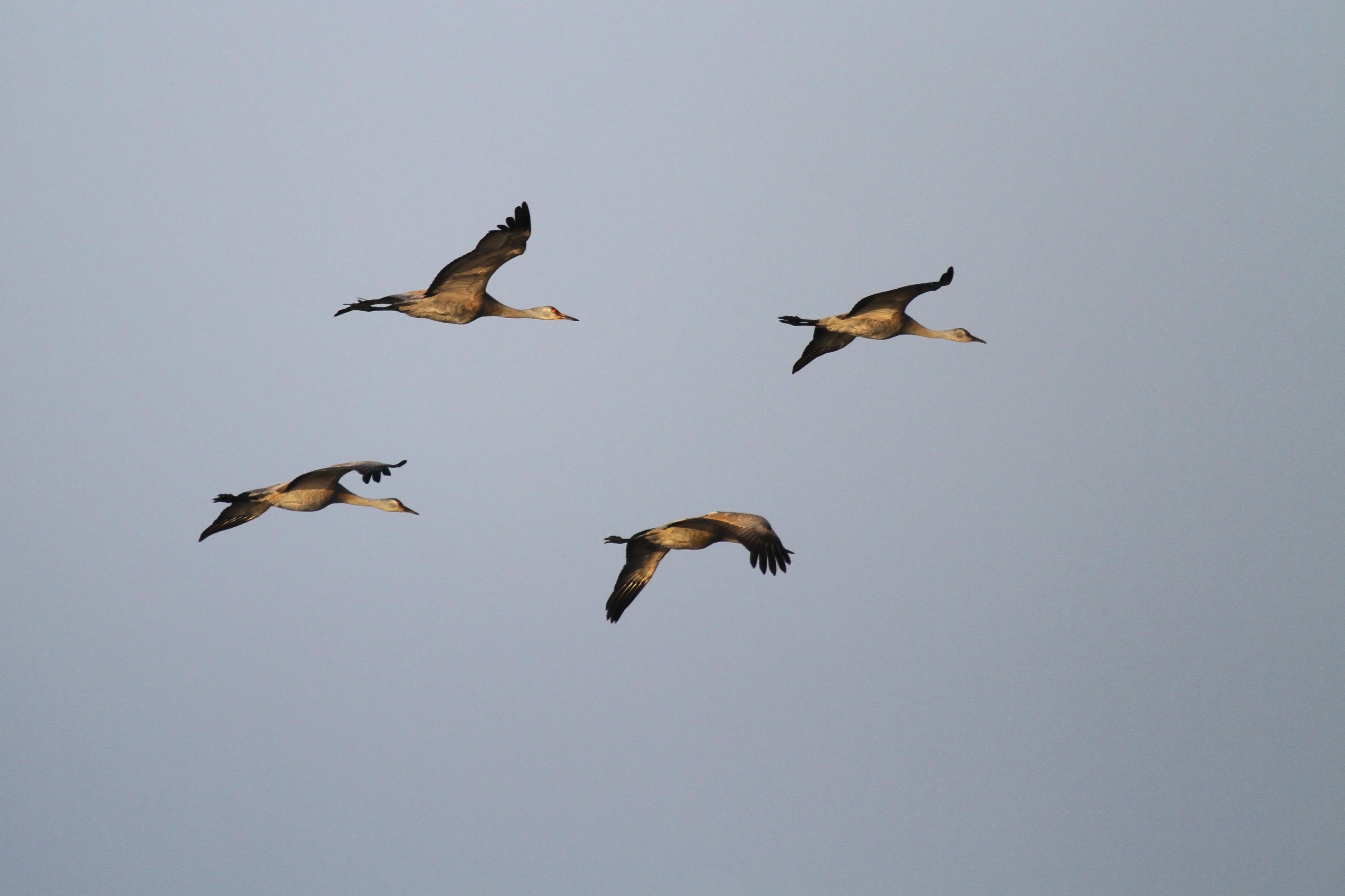 Sandhill Cranes