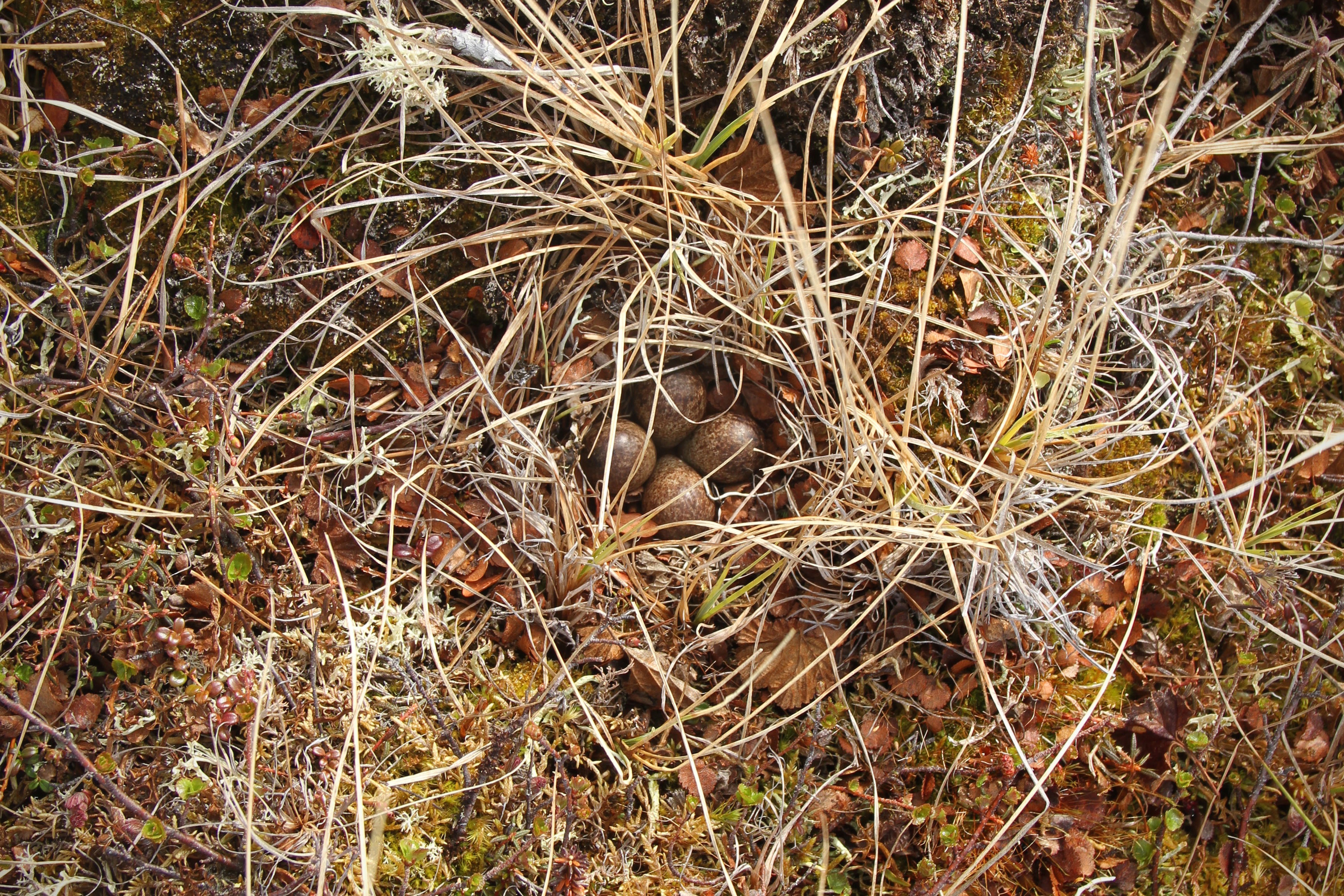 Hidden nest