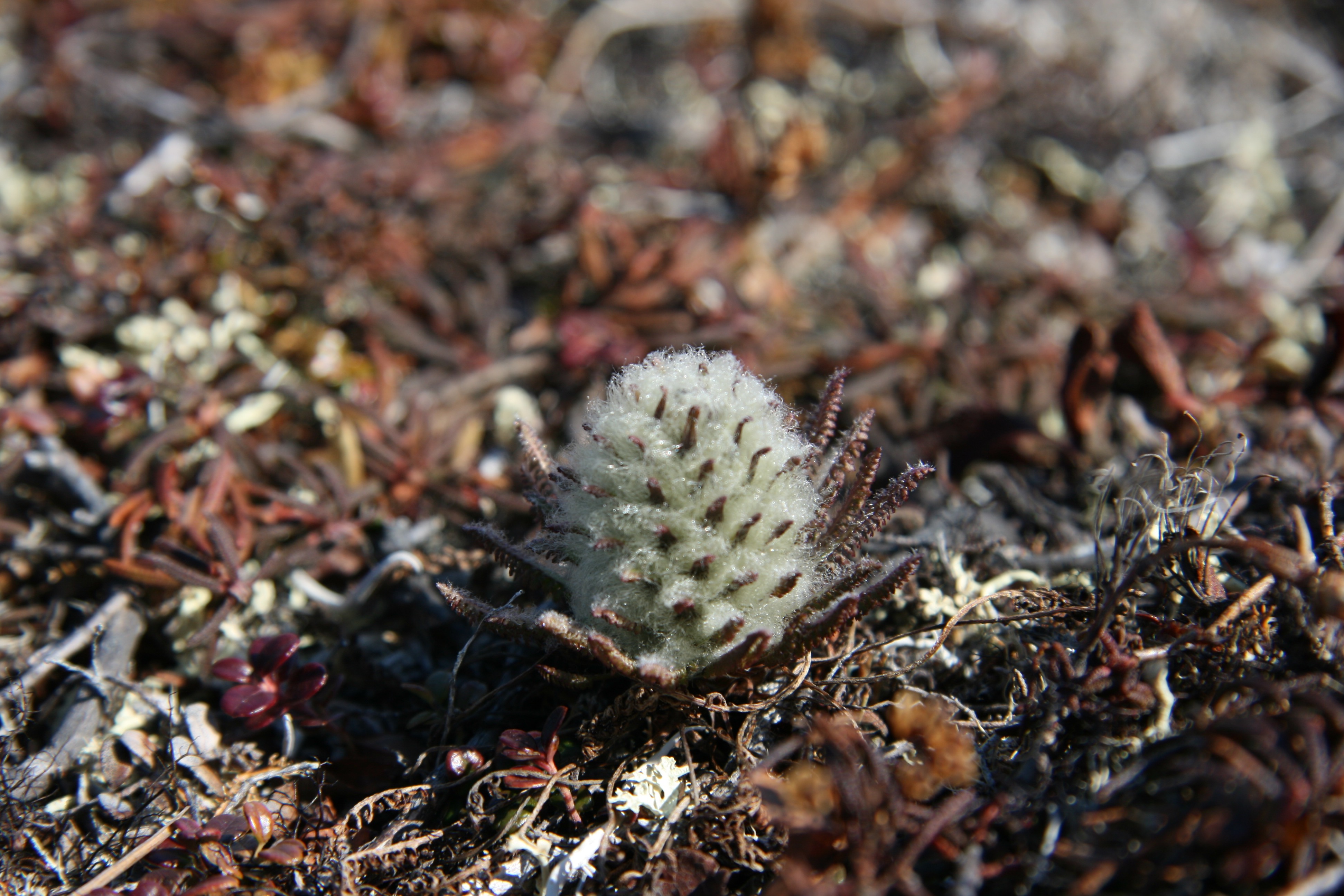 Woolly lousewort