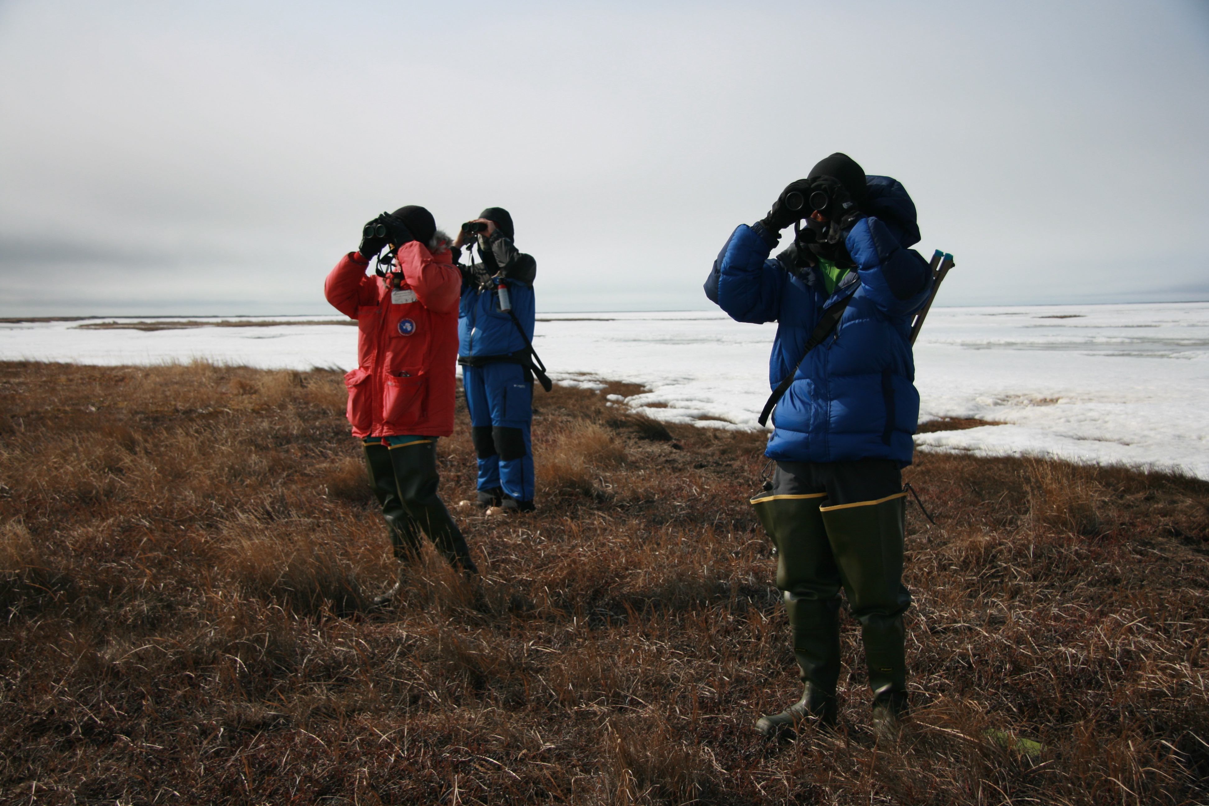 Observing birds