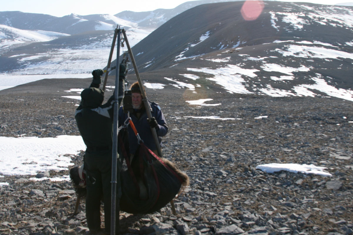Weighing a muskox