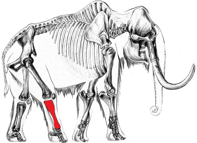 Mammoth skeleton illustration