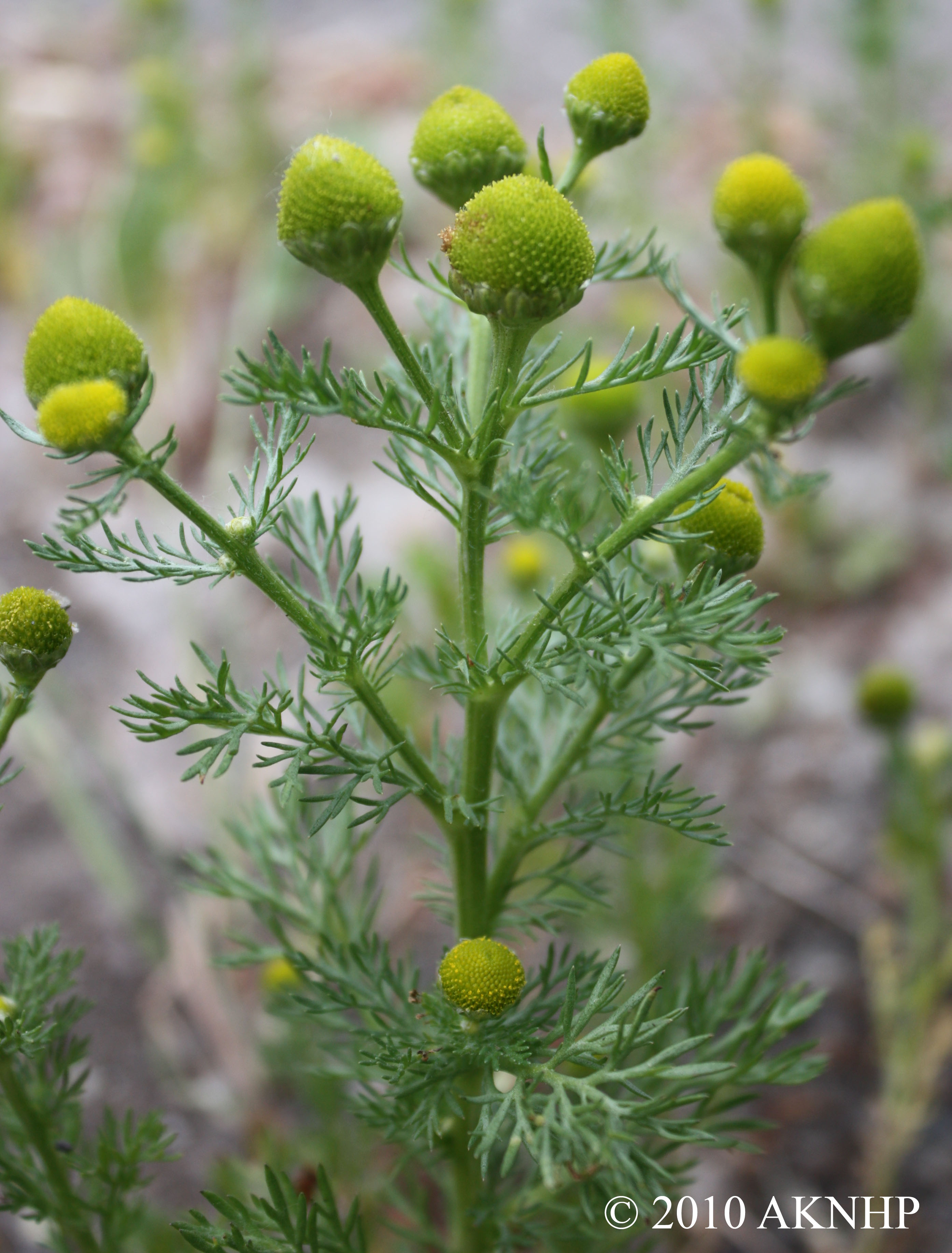 Matricaria discoidea