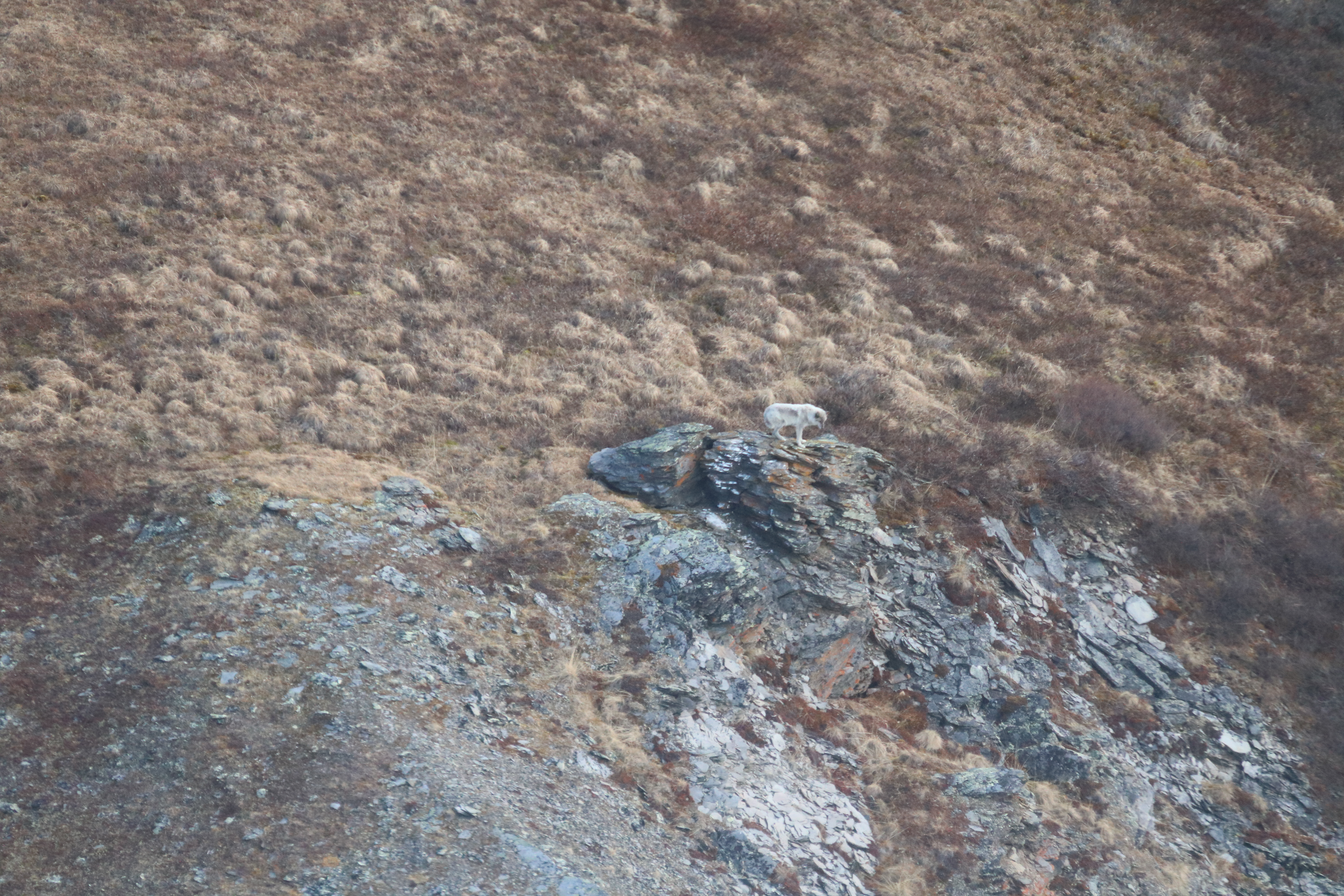 A wolf stands on a steep hillside in the tundra. Photo by NPS/Sara Germain