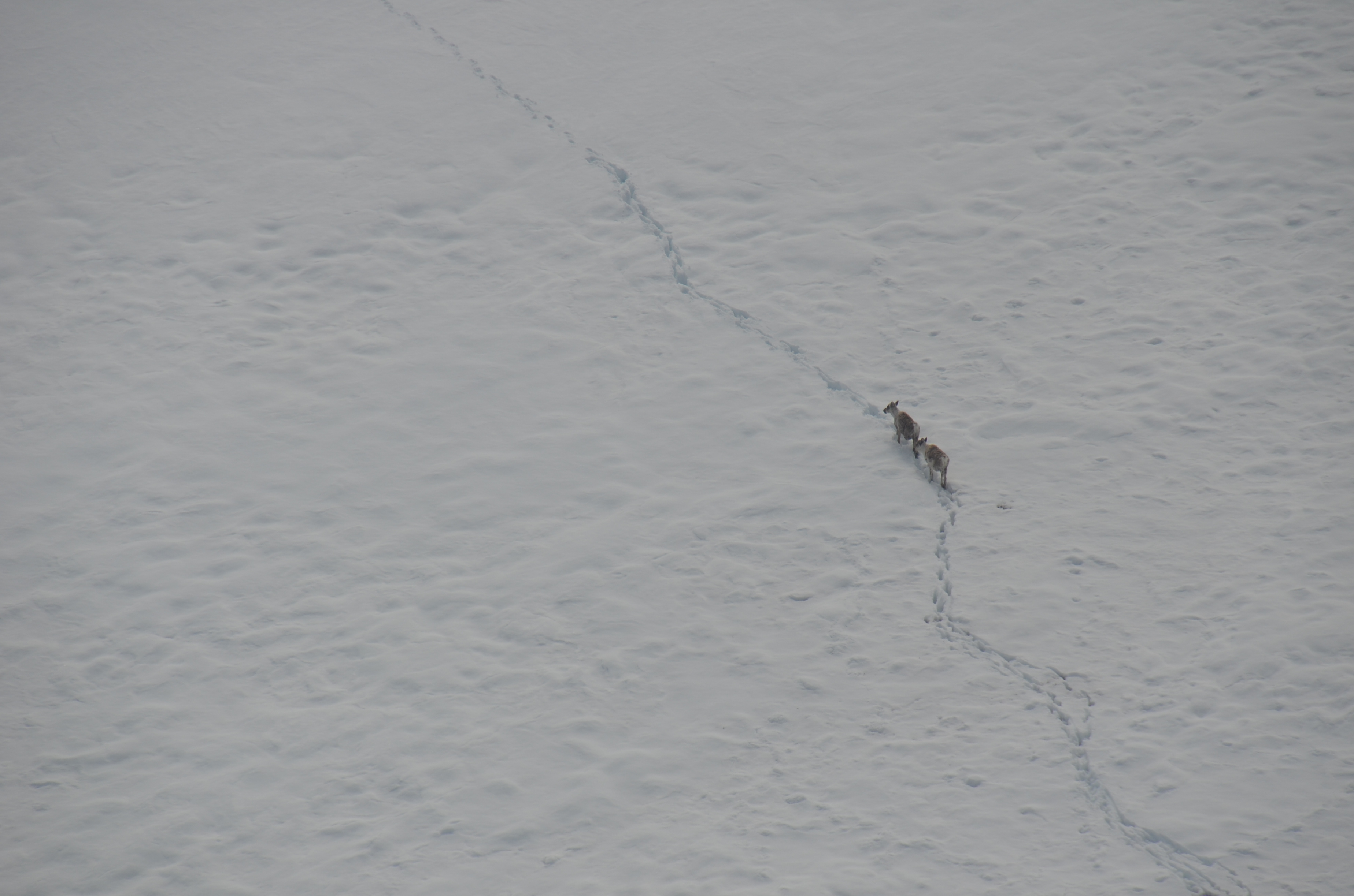 Two caribou cross snowy tundra following previously made caribou prints.