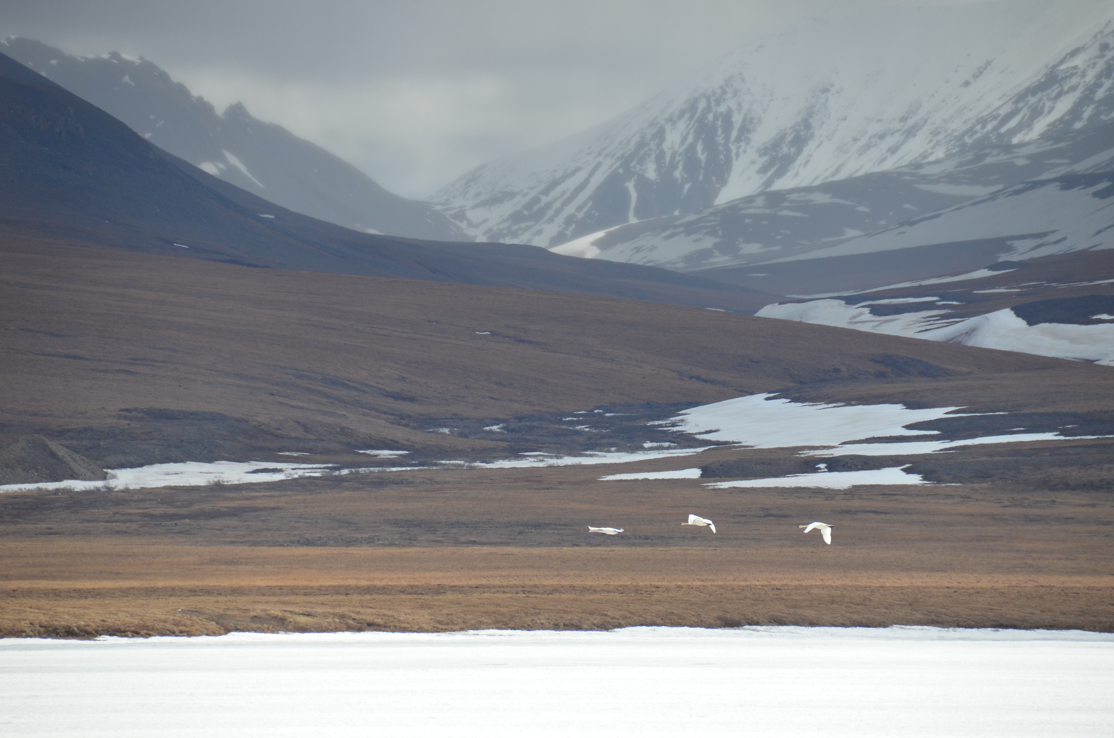 Geese fly in the Brooks Range. Photo by NPS/D. Vinson