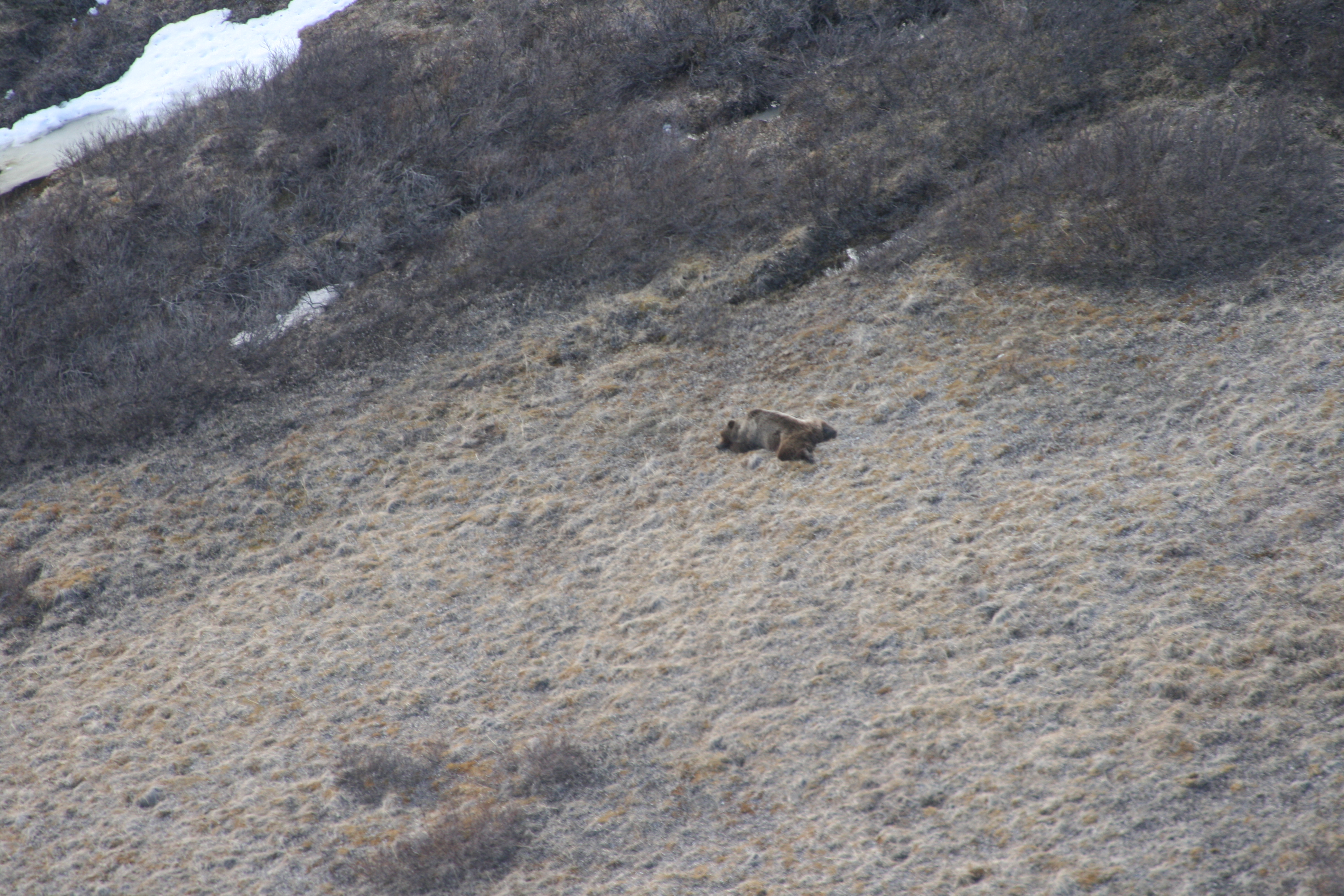 A bear snoozes in the tundra. Photo by NPS/M. Newton.