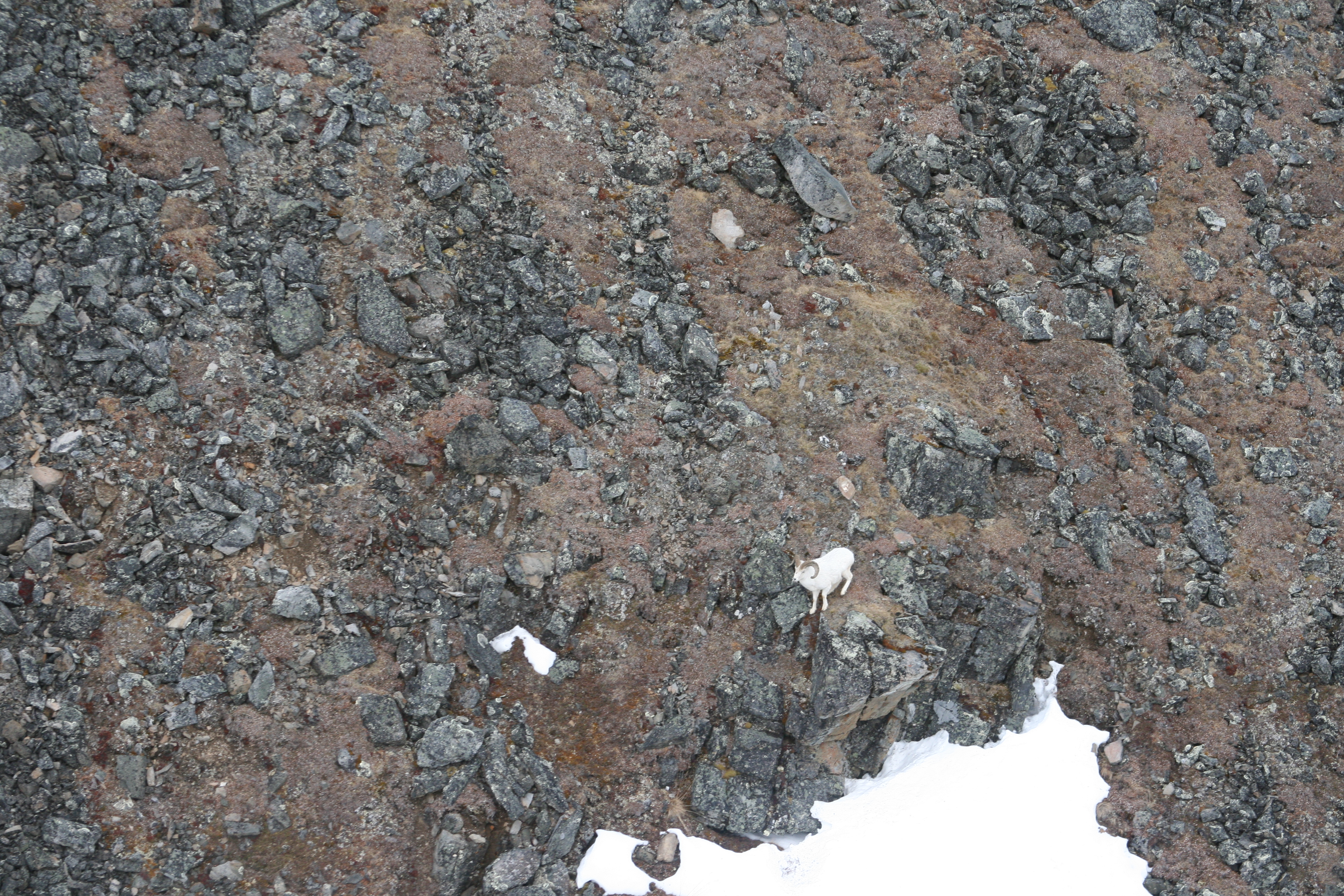 A Dall’s Sheep with impressive horns stands on a steep hill. Photo by NPS/D. Vinson.