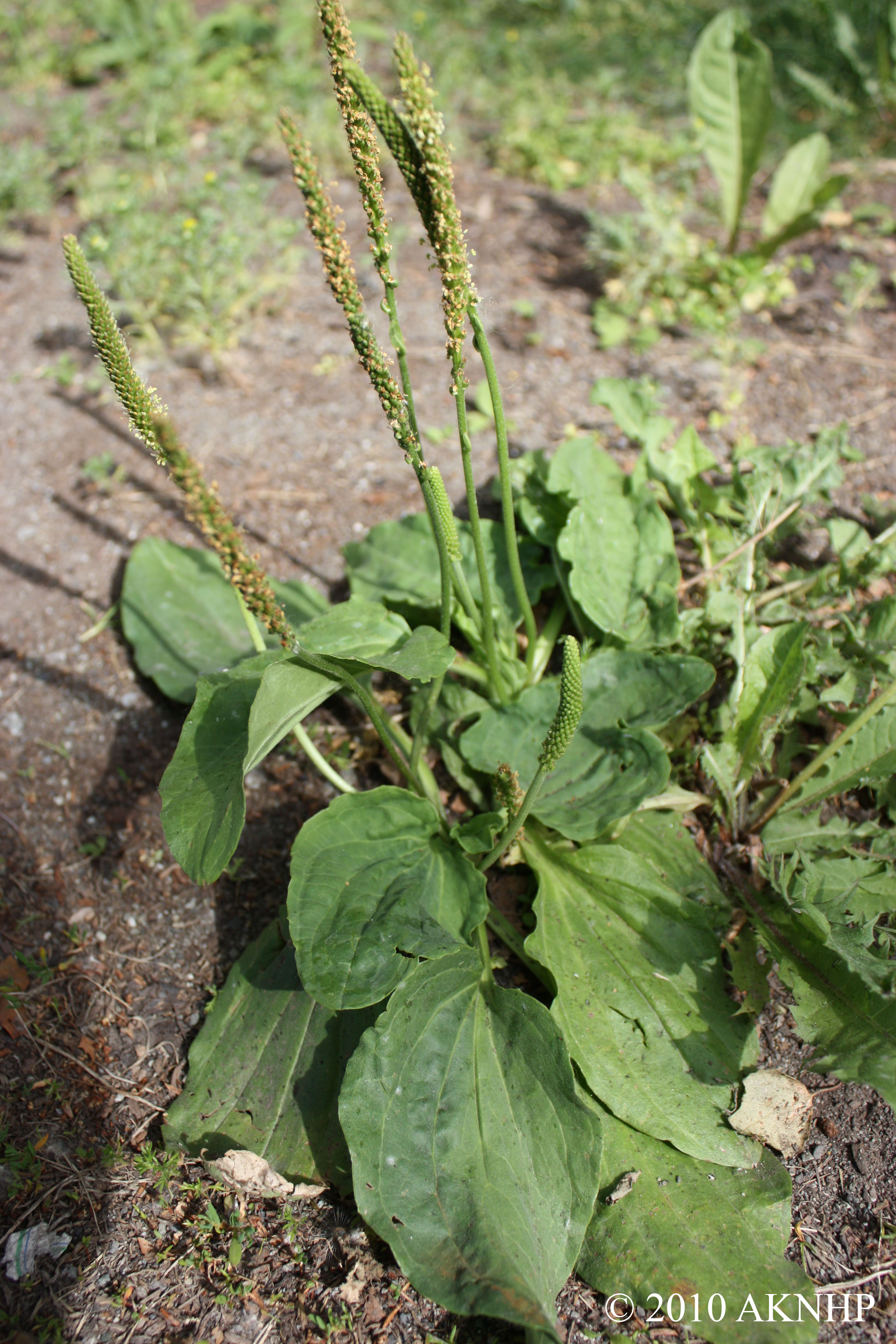 Plantago major