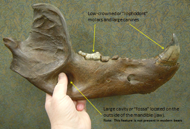 Short-faced bear mandible