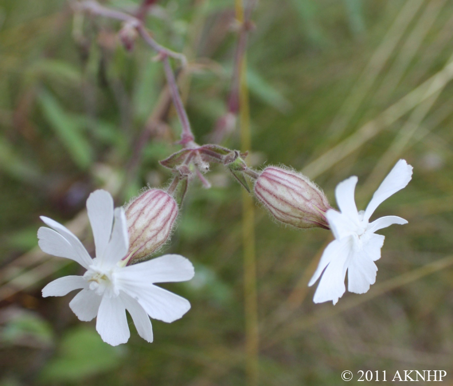 Silene noctiflora