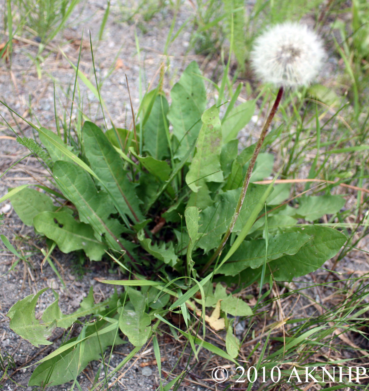 Taraxacum officinale