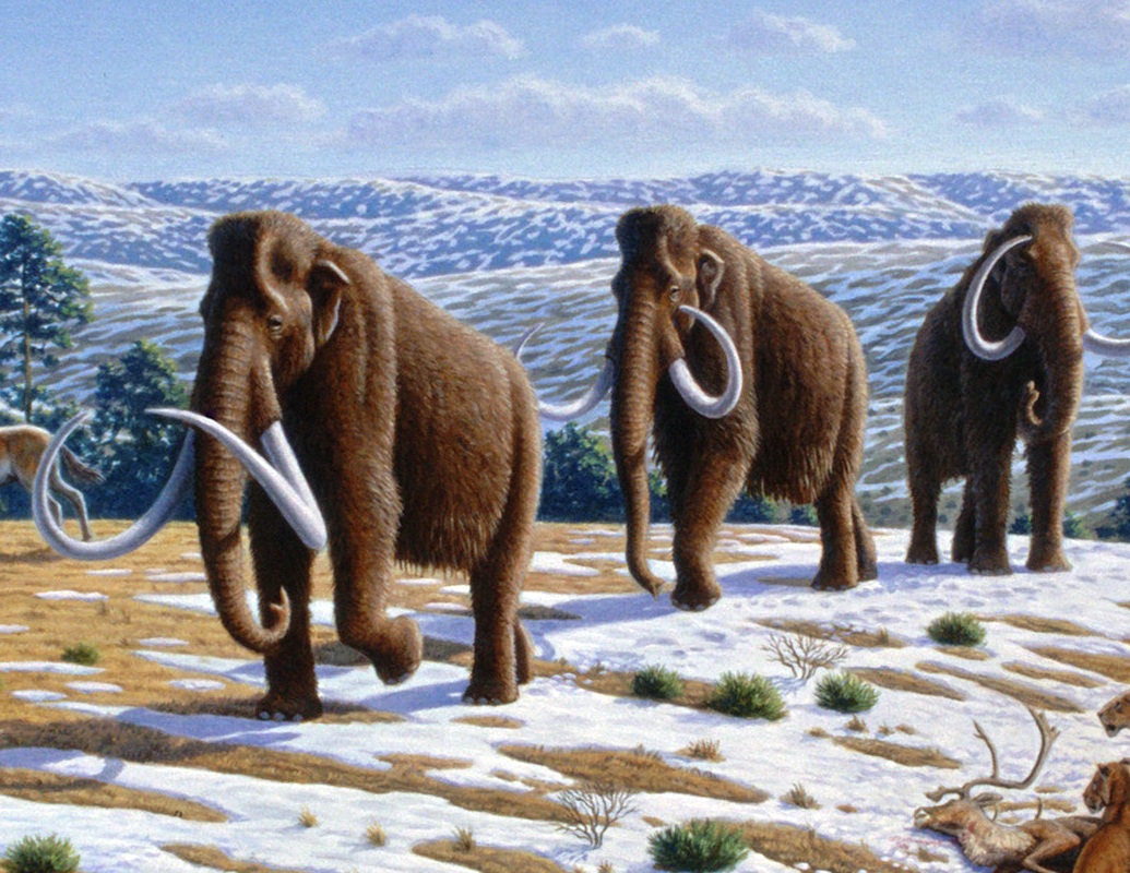 woolly mammoths