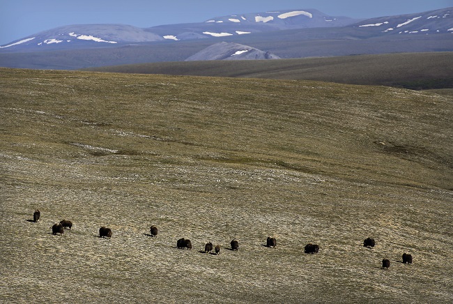 group of muskox grazing on tundra