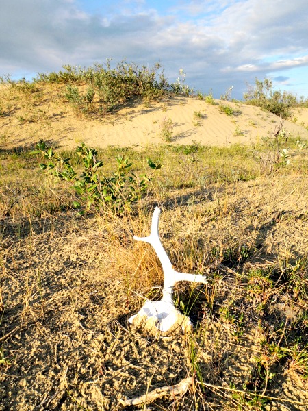 caribou antlers on sand dunes