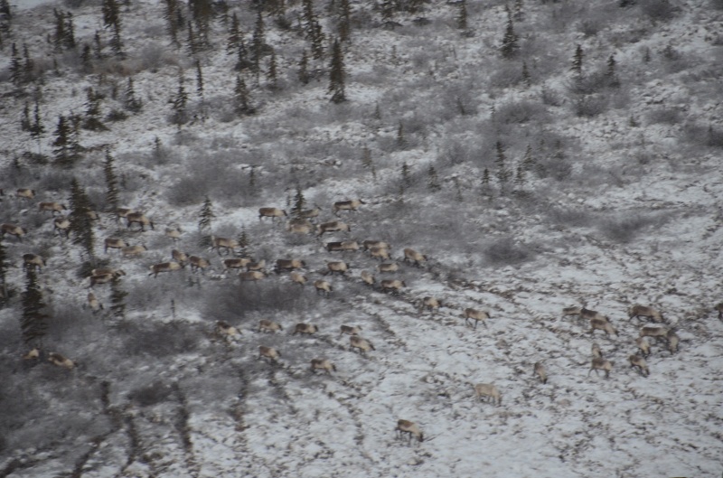 Caribou