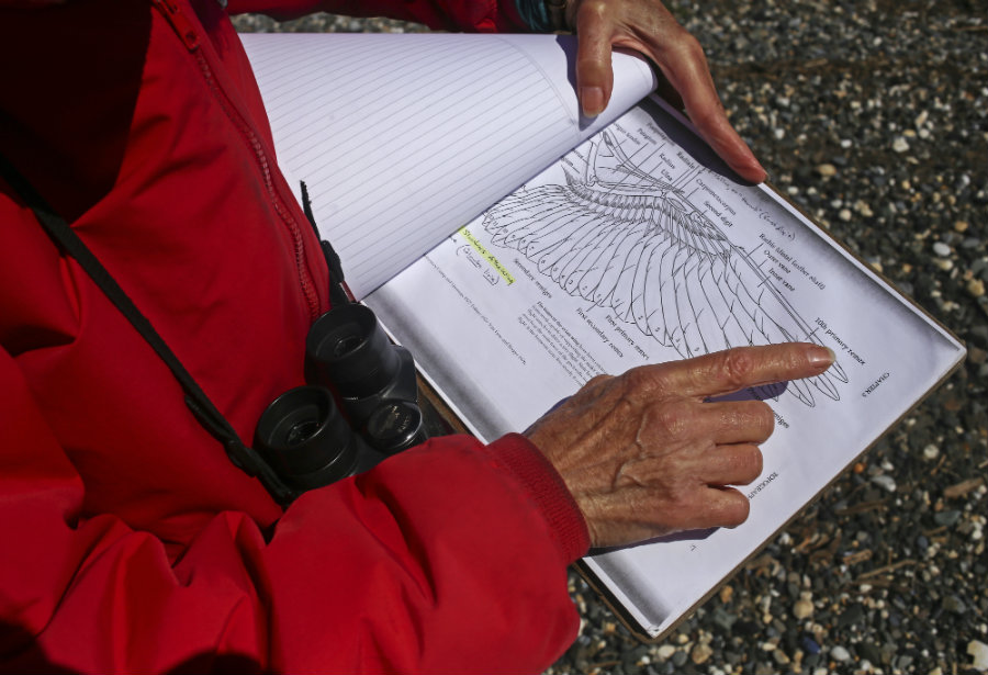 hand pointing to diagram of bird wing