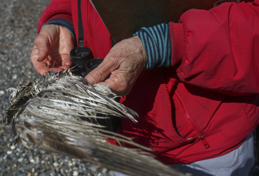 hands holding a bird wing