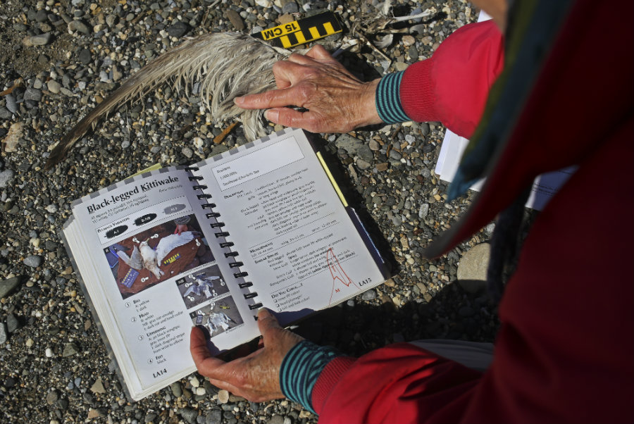 bird wing and bird book on the beach