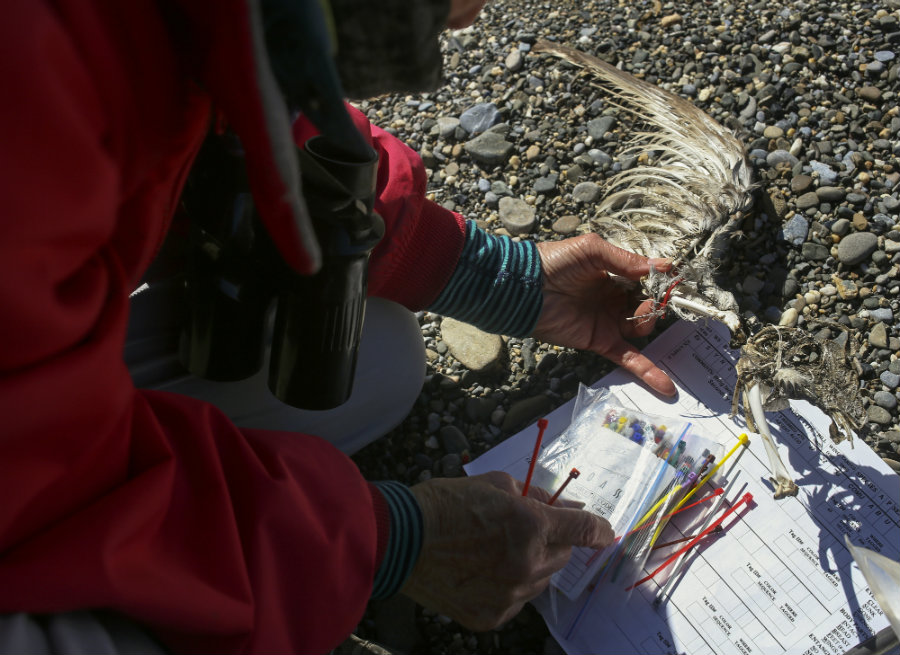 bird wing, zipties and bird book on the beach