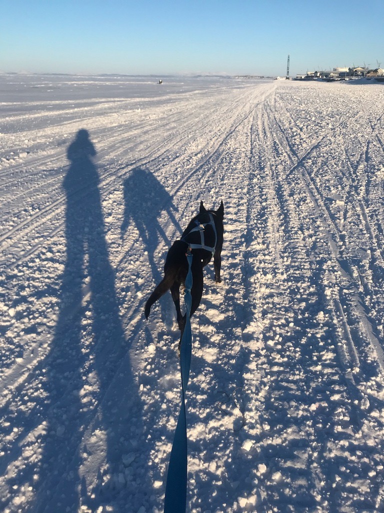 a black dog in a blue harness runs along snow in front of the town of Kotzebue. The sun creates a long shadow of the skier and dog.