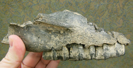 maxilla