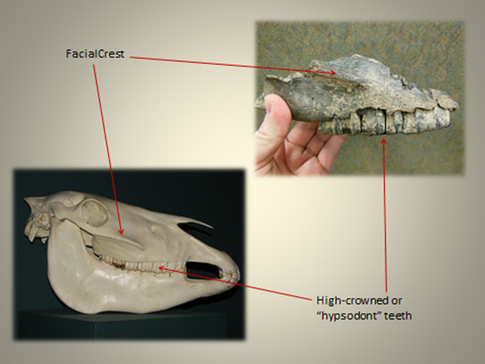 maxilla2 maxilla2