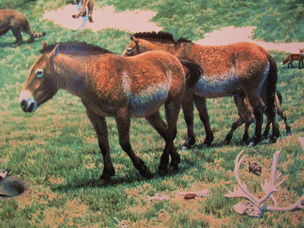 horse horse