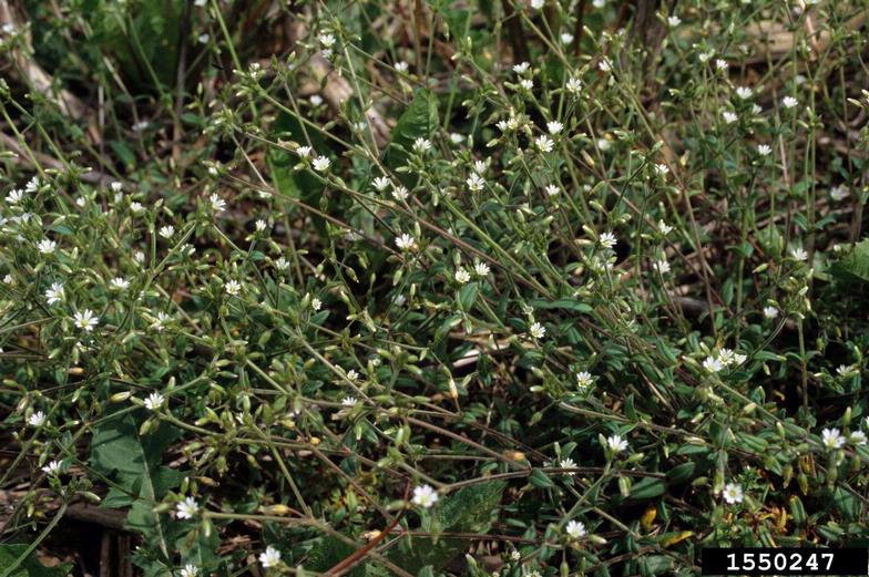 Mouse-ear chickweed