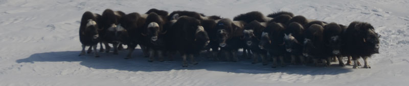 Muskoxen in Bering Land Bridge National Preserve