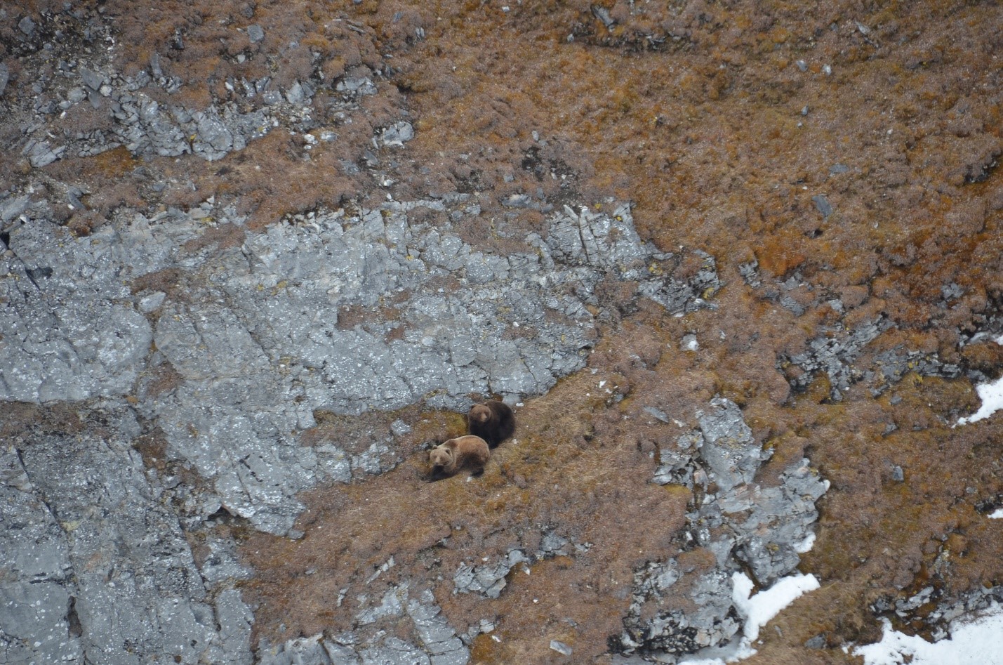 Pair of brown bears sitting on a tundra covered mountain looking up at plane