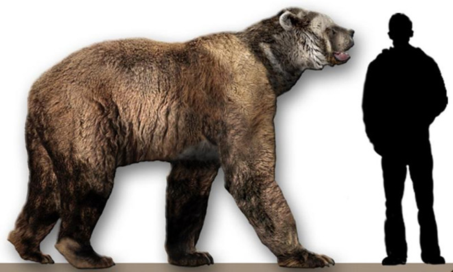 Short faced bear