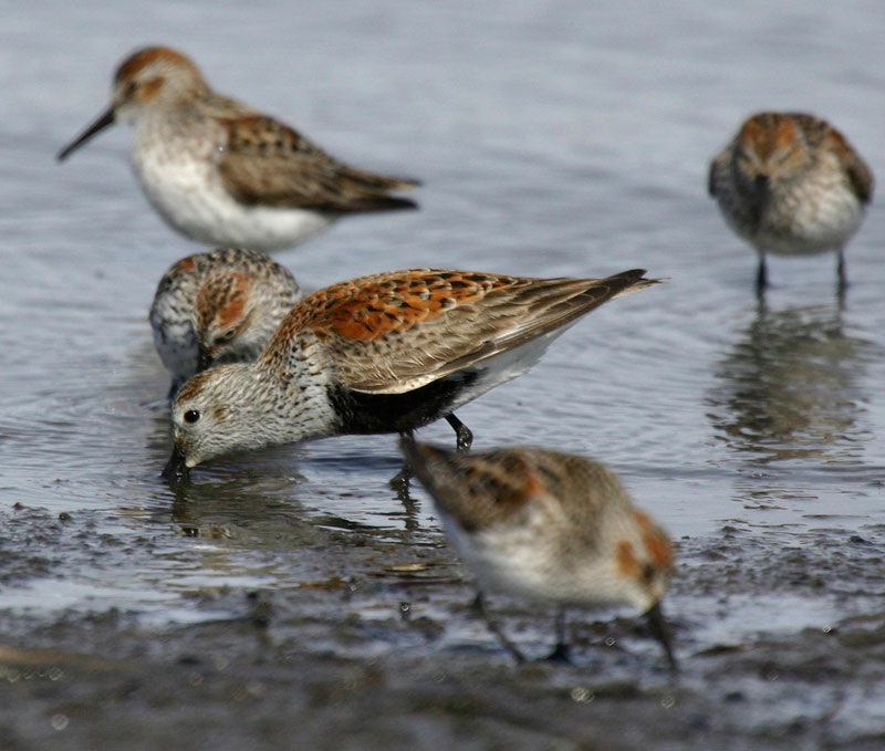 USFWS Photo: Dunlin and Western Sandpipers at Kachemak Bay