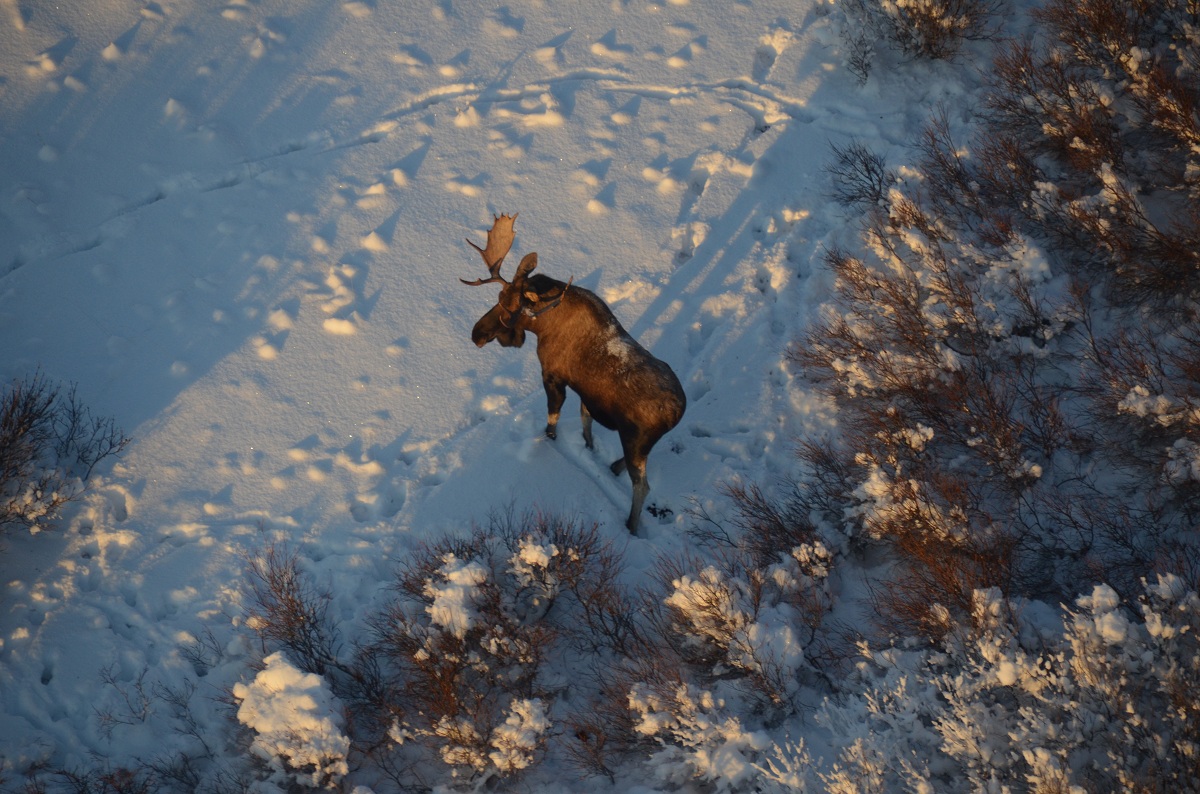 Bull Moose